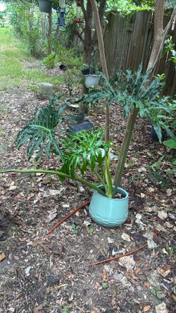 Planta