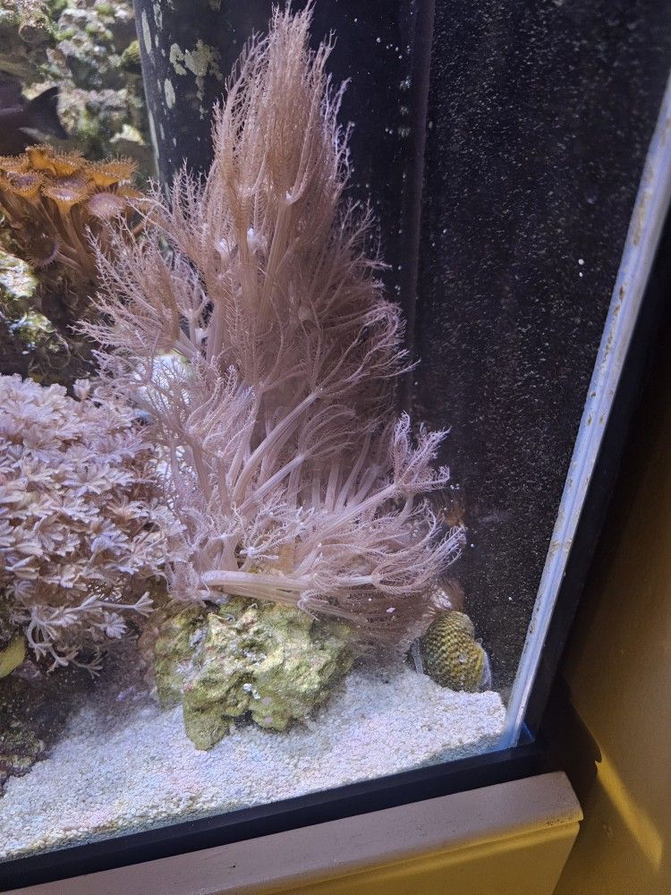 Aquarium Decoration