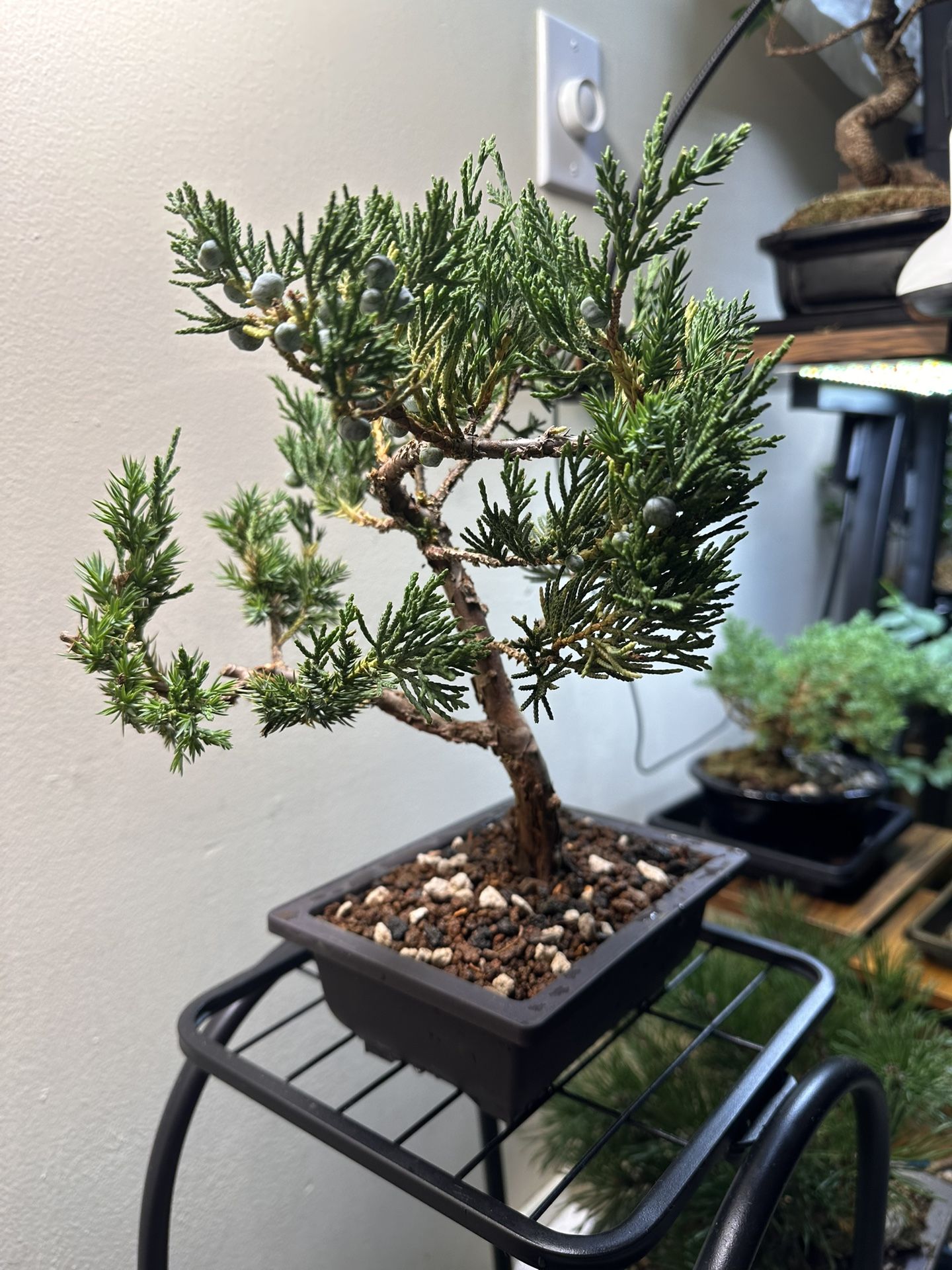 Chinese Juniper Bonsai