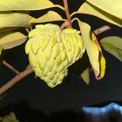 Atemoya Tree With Fruit 