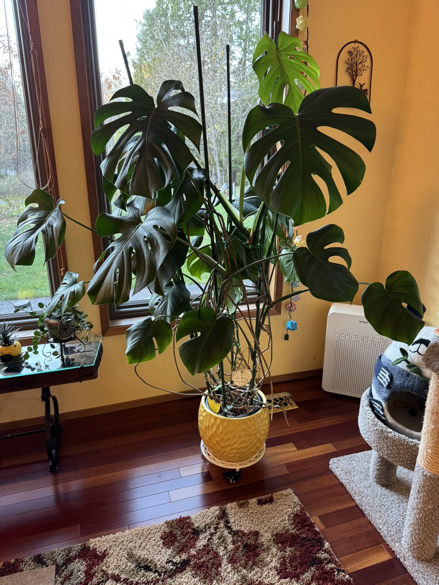 Monstera Plant 