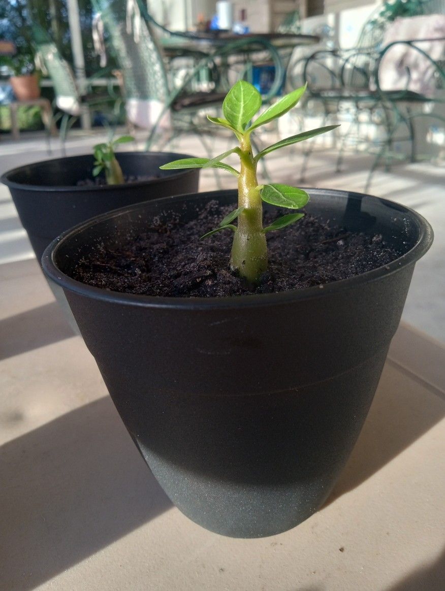 2 Month Old Baby Desert Rose. Very Healthy
