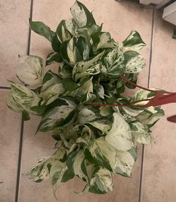 Manjula Pothos