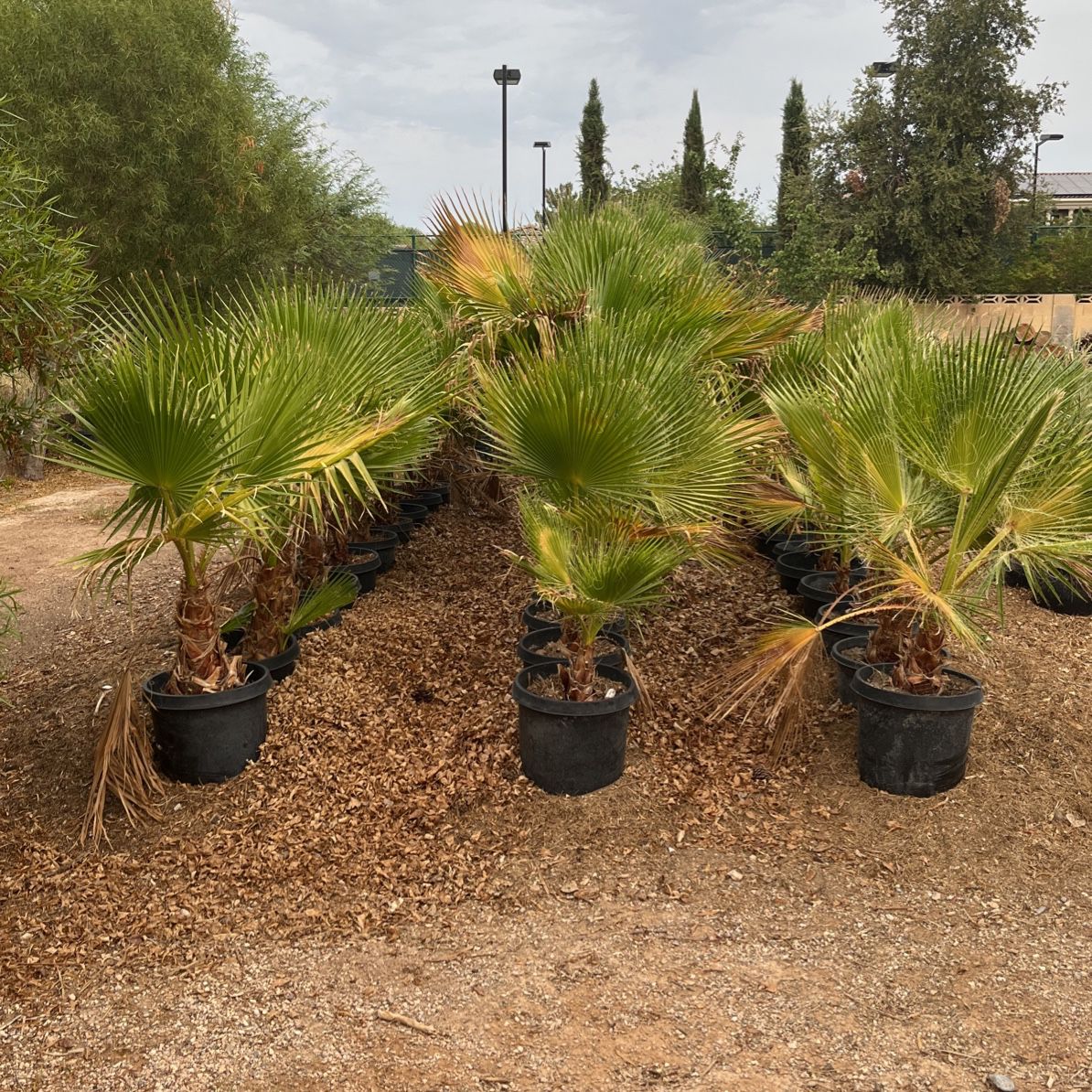 Trees For Landscaping 