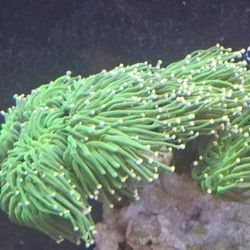 Fake Cotton Candy Torch 