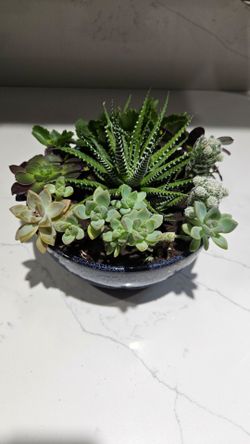 Succulent Garden pot