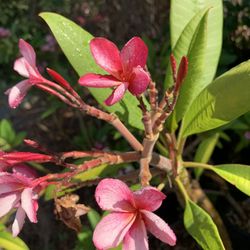 Plumeria All Sizes