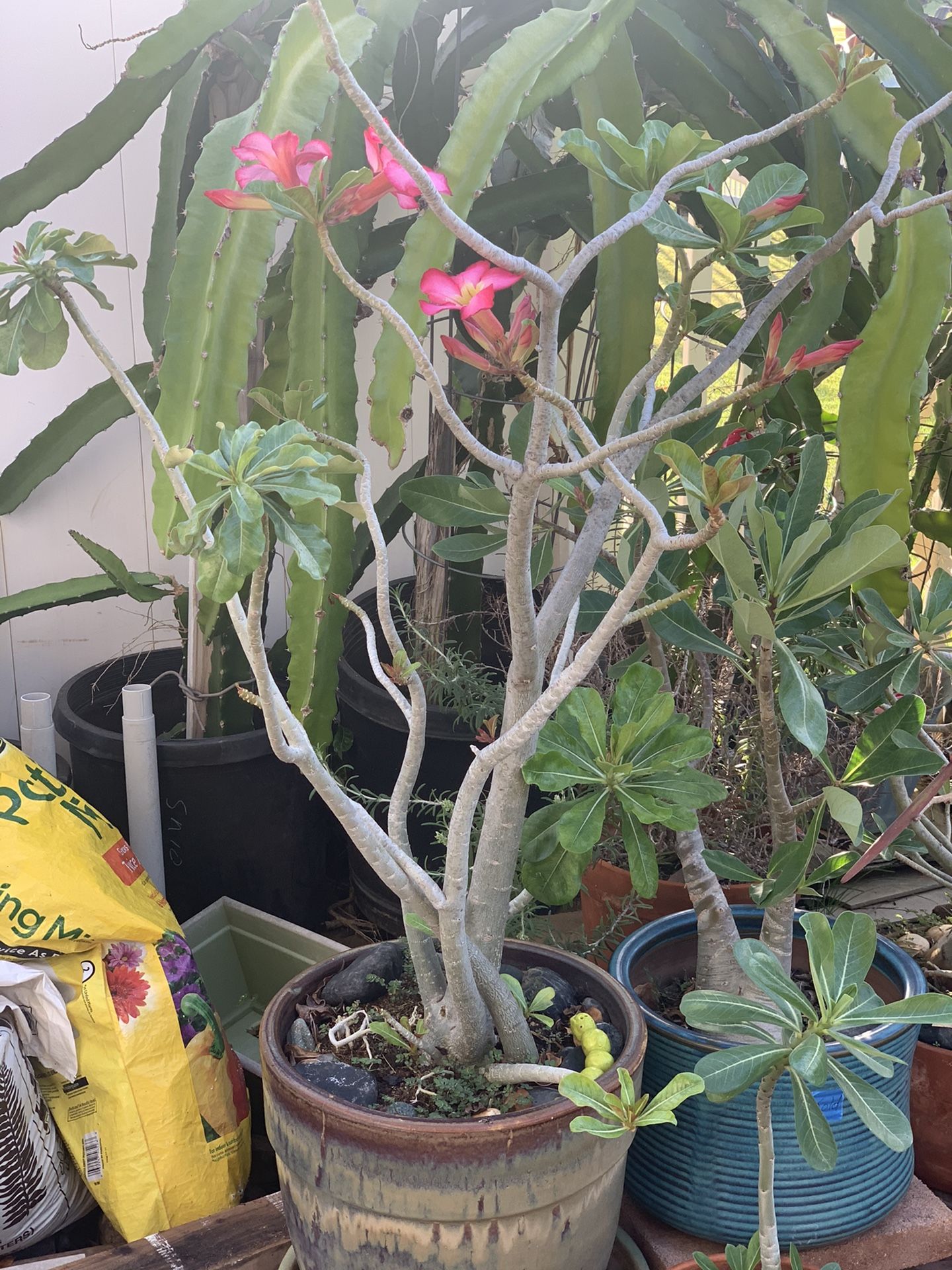 Desert Rose with pink flowers