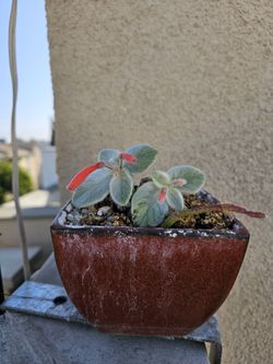 Sinningia Real Plant
