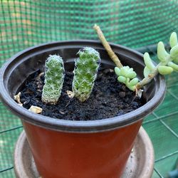 Thimble Cactus