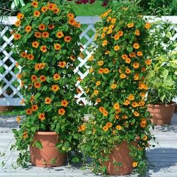 BLACK EYE SUSAN VINE 5/ gallons
