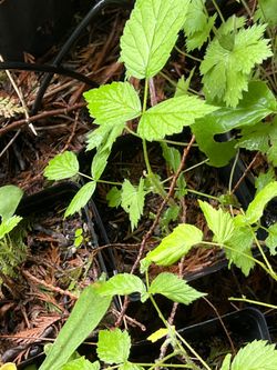Raspberry Plant
