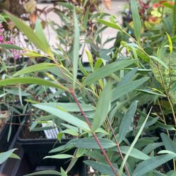 EUCALYPTUS moorei Plants 