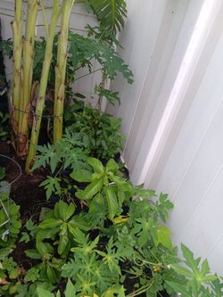 Fruit trees for sale
