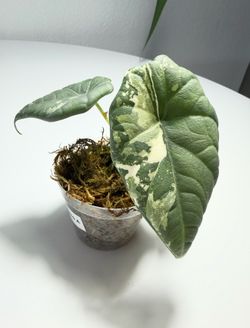 Alocasia Maharani Albo exact plant