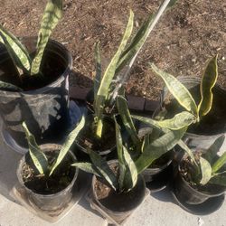 Mother In Law Or Snack Plants Are Very Healthy To Keeping Them Indoor read Info &10/pot