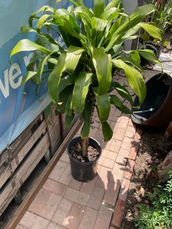 Dracaena Plant