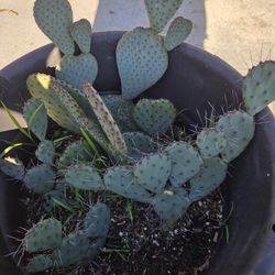 Pot With 5 Different Cacti