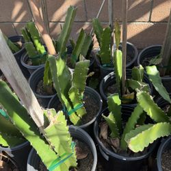 Sweet Red dragon Fruit  4 Pcs. Good for 1 Trelis