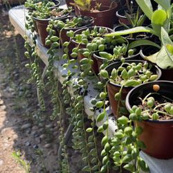 Succulents Plants 4”pot