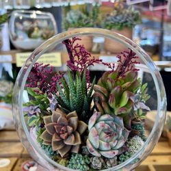 Globe Terrarium Succulent Design