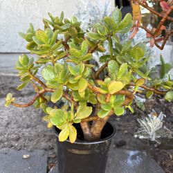 Healthy Jade Plant 