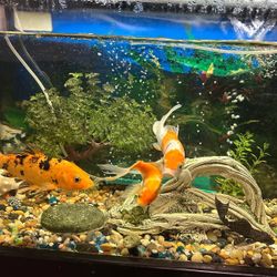 Fish Tank With Fish