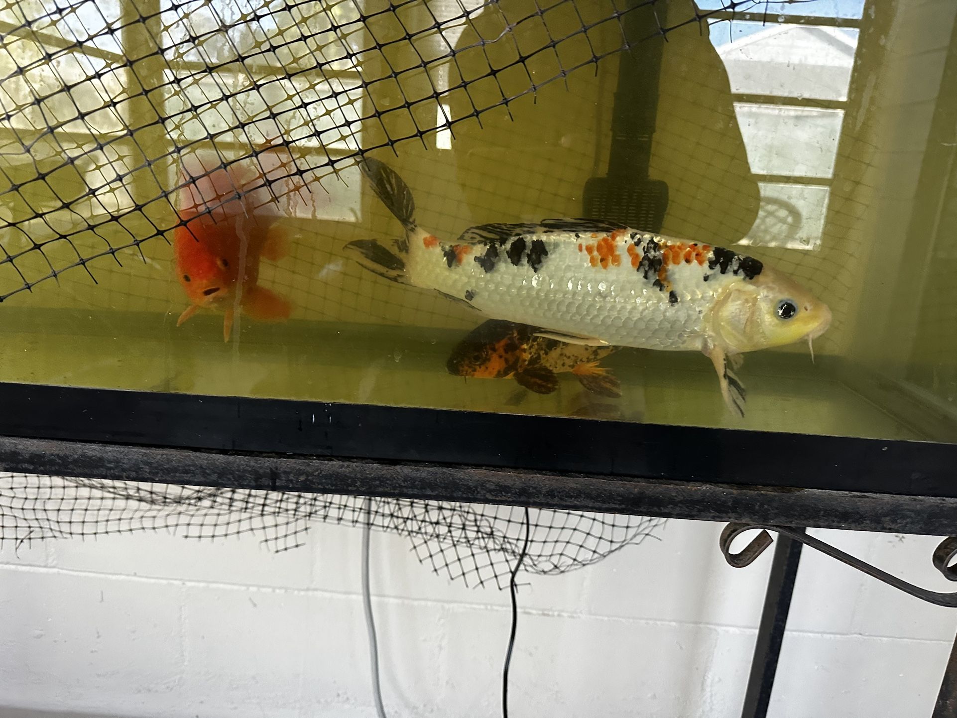 Fish Tank And Accessories 