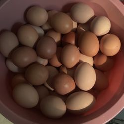 Daily Fresh Chicken Eggs 