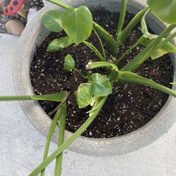 Monstera Plant, $45, cash only.