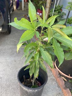 Zapote plant