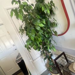 Two Synthetic  Trees 