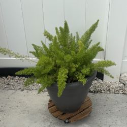 Beautiful Plant With Pot