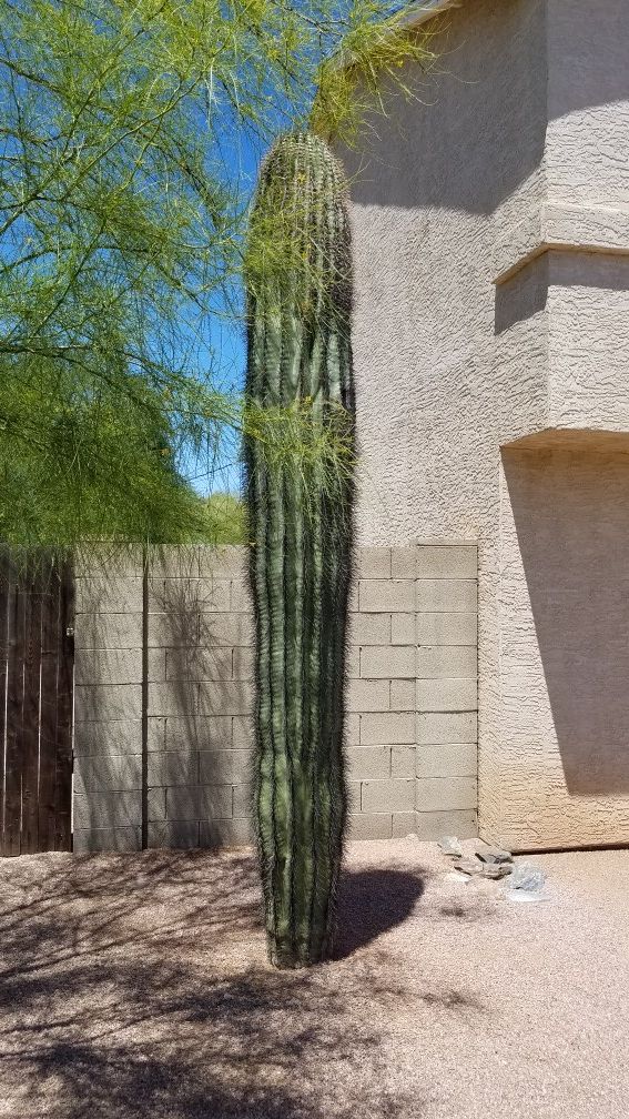 Saguaro Cactus for Sale in Phoenix, AZ OfferUp