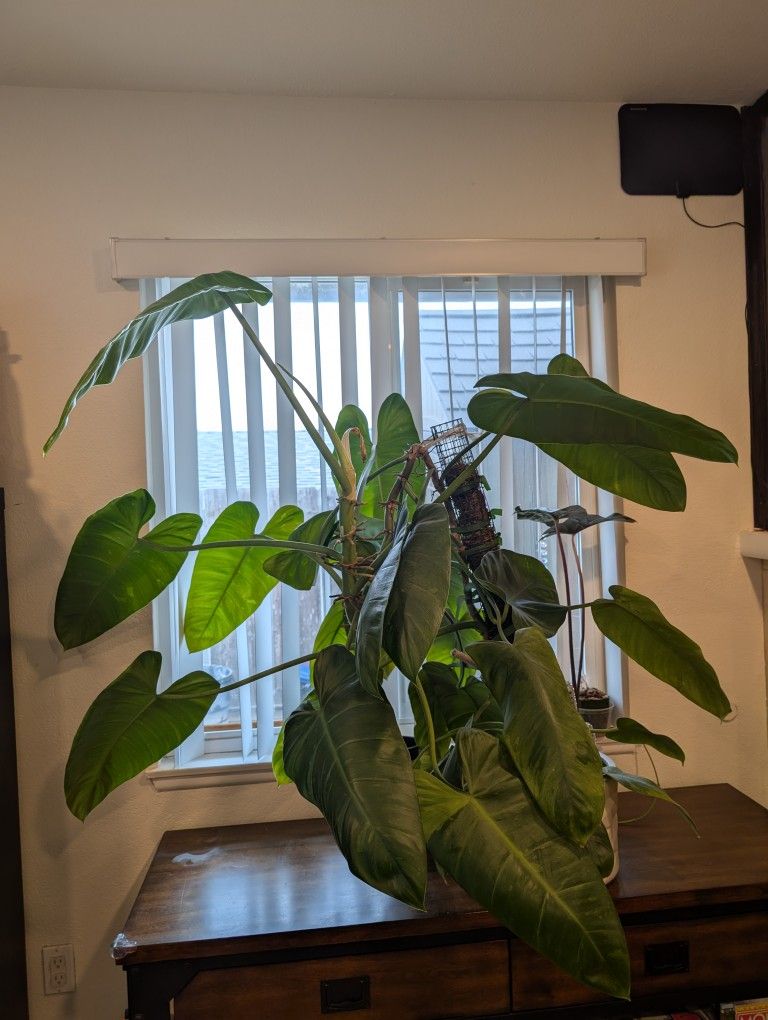 GIANT Jose Buono Cuttings