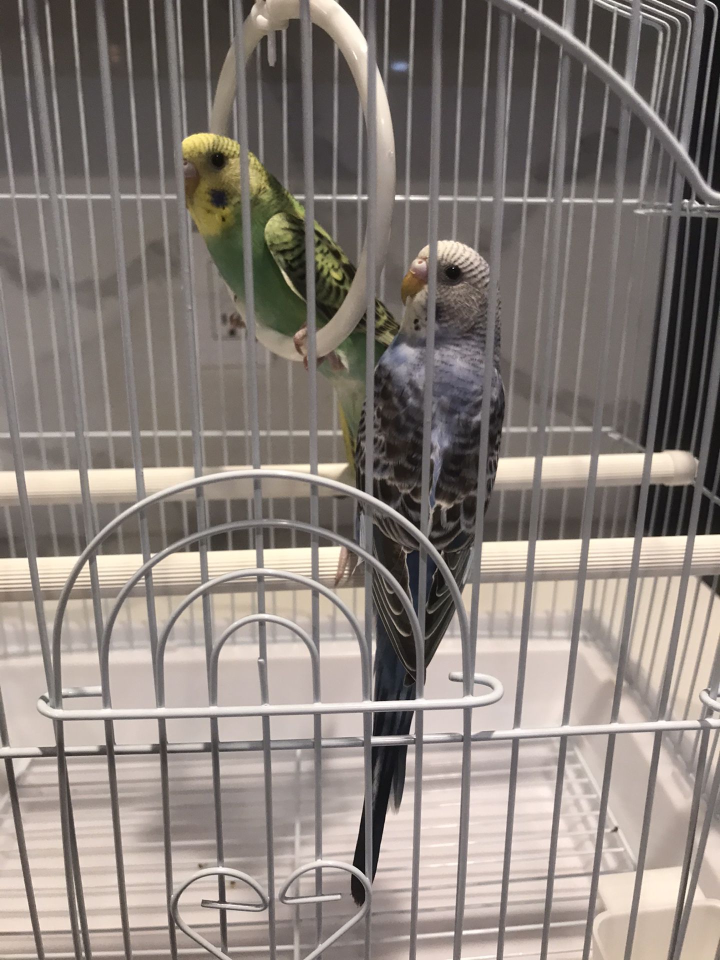 boy and girl parakeets