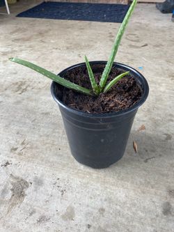 aloe vera