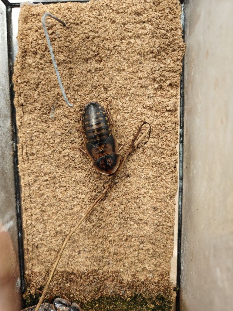 Two Adult Female Dubia Roaches – Breeding Ready