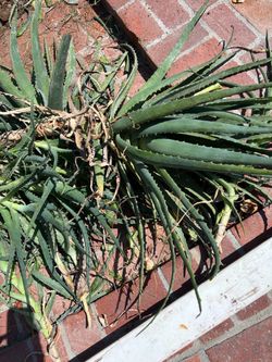 FREE Aloe Vera plants