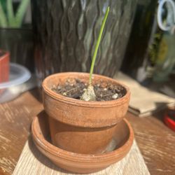 Small Pregnant Onion Succulent