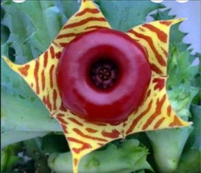 Lifesaver Cactus Houseplant