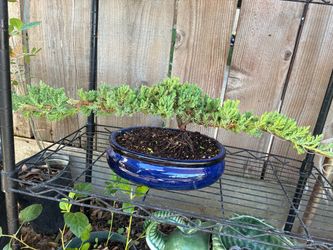 Bonsai plant for sale Japanese garden Juniper $50 each Bonsai plant for sale Japanese garden Juniper $50 each