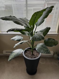 Live plant 63”