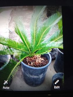 Segapalm plants