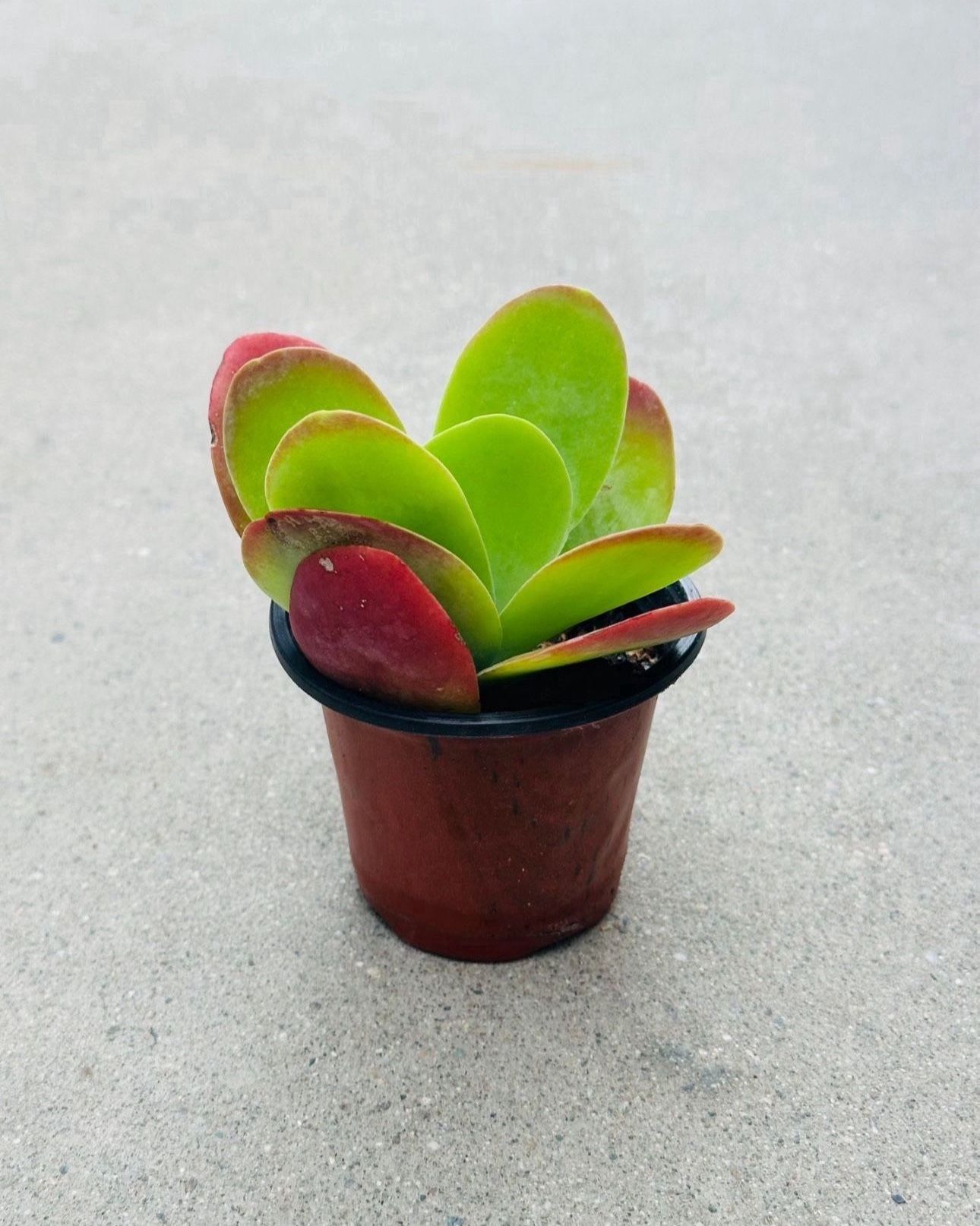 Succulents plants 🪴