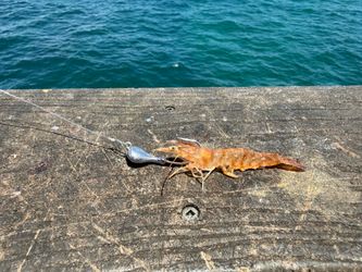 Salt Water Sparkie Style Fishing Jigs