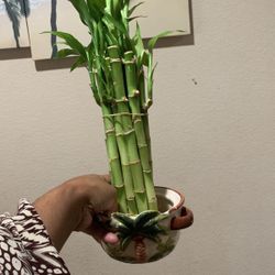 Lucky Bamboo Assorted 9 Rooted Liveplant 