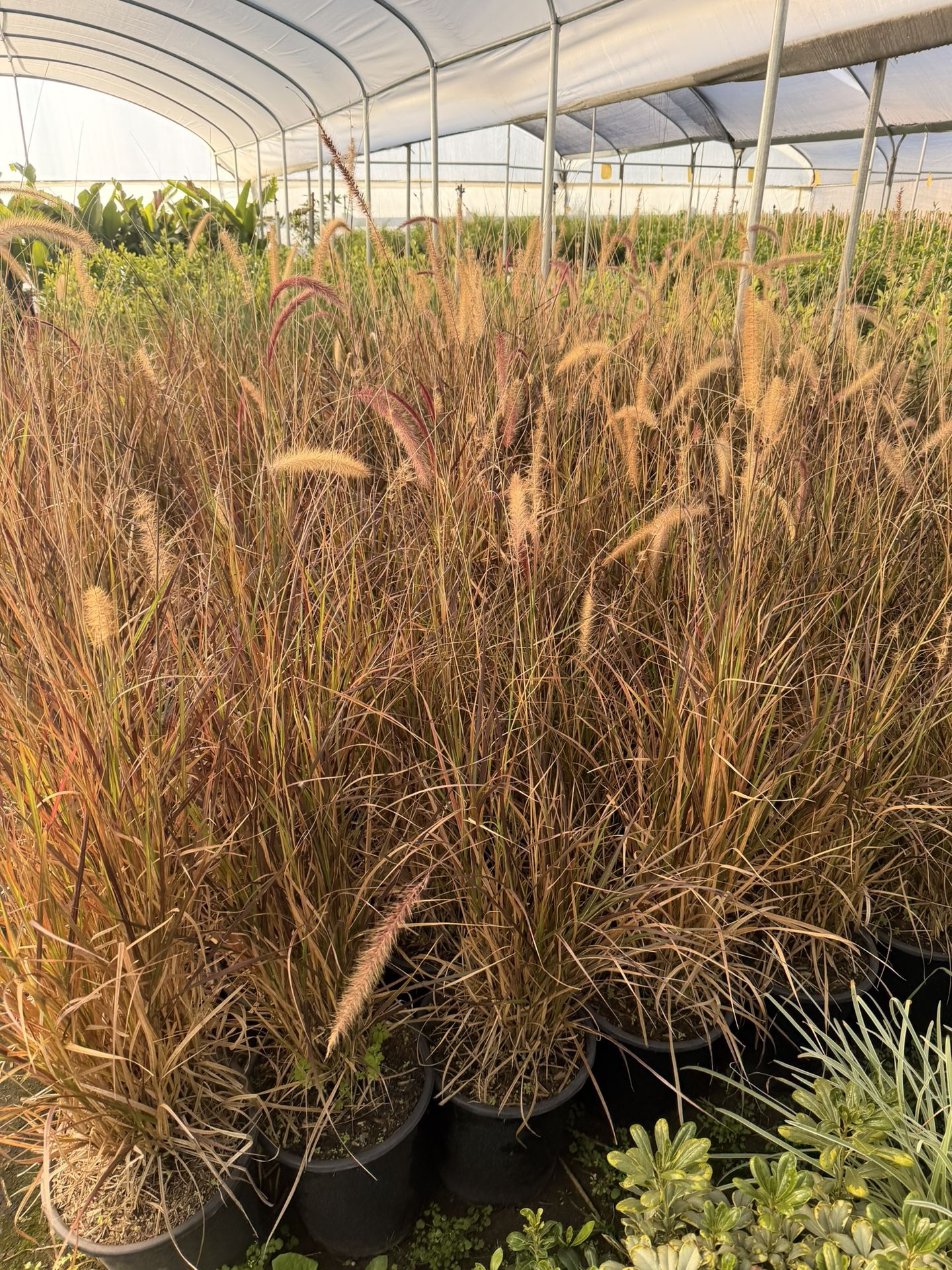 Purple Fountain Grass 5 Gal