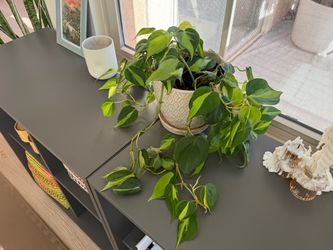 Philodendron Brasil Large Healthy Live Plant Ceramic Planter Pot Home Decor MOVING SALE🌿