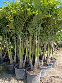 Christmas palms  double triple quadruple  over 8 feet tall insta privacy hedge for fence
